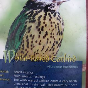 Wings of Asia Field Guide White Eared Catbird