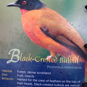 Wings of Asia Field Guide Black Crested Bulbul