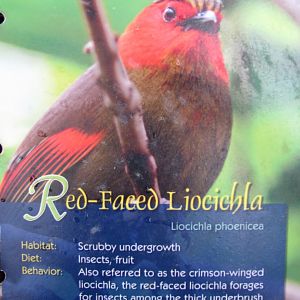 Wings of Asia Field Guide Red Faced Liocichla
