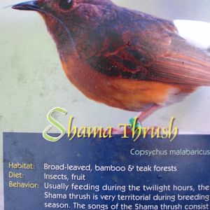 Wings of Asia Field Guide Shama Thrush
