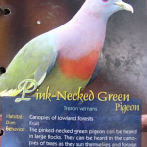 Wings of Asia Field Guide Pink Necked Green Pigeon