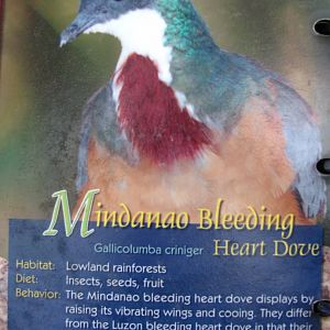 Wings of Asia Field Guide Mindanao Bleeding Heart Dove