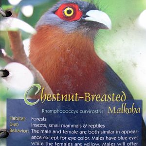 Wings of Asia Field Guide Chestnut Breasted Malkoha