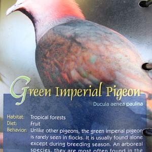 Wings of Asia Field Guide Green Imperial Pigeon