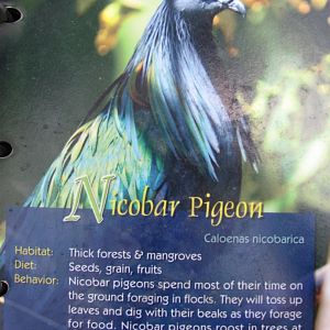 Wings of Asia Field Guide Nicobar Pigeon