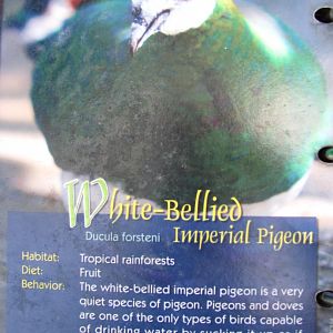 Wings of Asia Field Guide White Bellied Imperial Pigeon