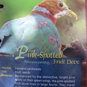 Wings of Asia Field Guide Pink Spotted Fruit Dove