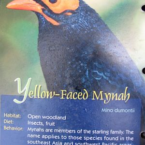 Wings of Asia Field Guide Yellow Faced Mynah