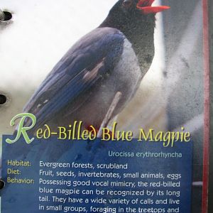 Wings of Asia Field Guide Red Billed Blue Magpie