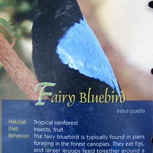 Wings of Asia Field Guide Fairy Bluebird
