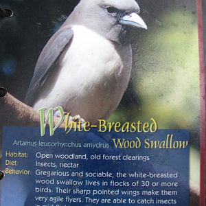 Wings of Asia Field Guide White Breasted Wood Swallow