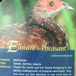 Wings of Asia Field Guide Edward's Pheasant