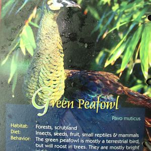 Wings of Asia Field Guide Green Peafowl