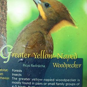 Wings of Asia Field Guide Greater Yellow Naped Woodpecker