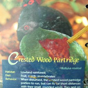 Wings of Asia Field Guide Crested Wood Partridge