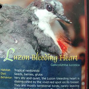 Wings of Asia Field Guide Luzon Bleeding Heart