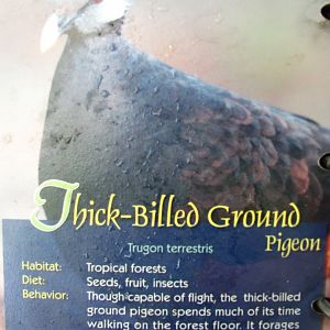 Wings of Asia Field Guide Thick Billed Ground Pigeon
