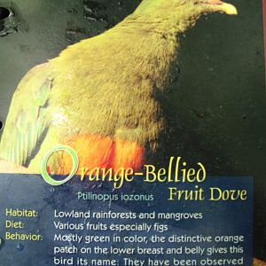Wings of Asia Field Guide Orange Bellied Fruit Dove