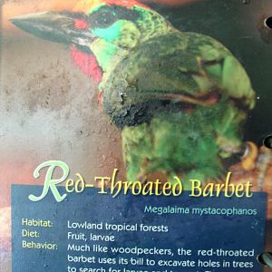 Wings of Asia Field Guide Red Throated Barbet