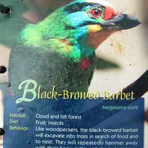 Wings of Asia Field Guide Black Browed Barbet