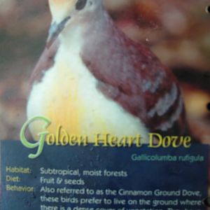 Wings of Asia Field Guide Golden Heart Dove