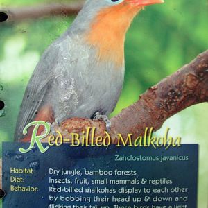 Wings of Asia Field Guide Red Billed Malkoha