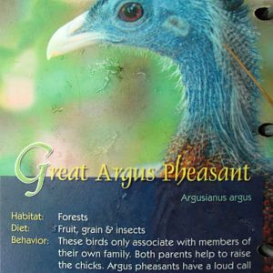 Wings of Asia Field Guide Great Argus Pheasant