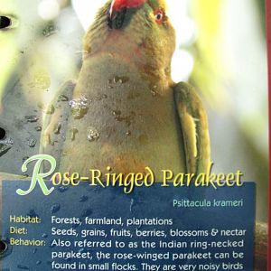 Wings of Asia Field Guide Rose Ringed Parakeet