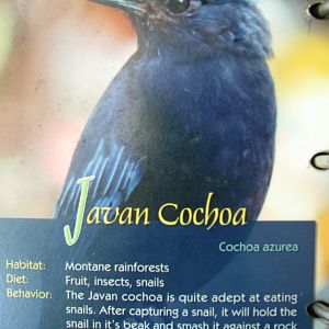 Wings of Asia Field Guide Javan Cochoa