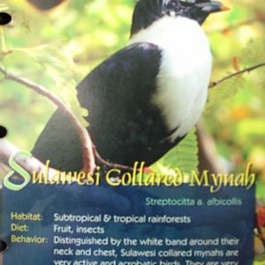 Wings of Asia Field Guide Sulawesi Collared Mynah