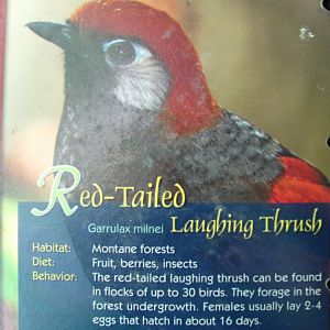 Wings of Asia Field Guide Red Tailed Laughing Thrush