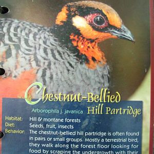 Wings of Asia Field Guide Chestnut Bellied Hill Patridge