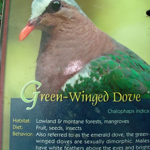 Wings of Asia Field Guide Green Winged Dove