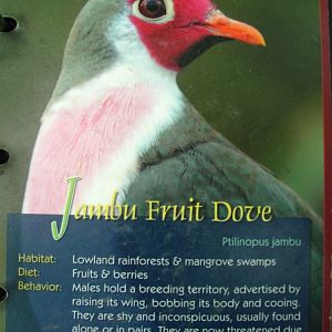 Wings of Asia Field Guide Jambu Fruit Dove