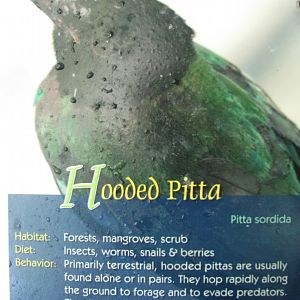 Wings of Asia Field Guide Hooded Pitta