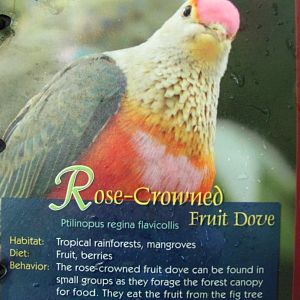 Wings of Asia Field Guide Rose Crowned Fruit Dove