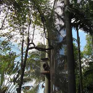 Great Indian Hornbill Nest Box