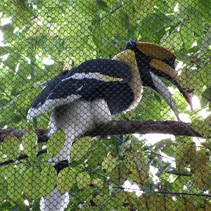 Great Indian Hornbill