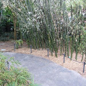 Wings of Asia Canopy Observation Station View