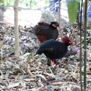 Wings of Asia Crested Wood Partridges