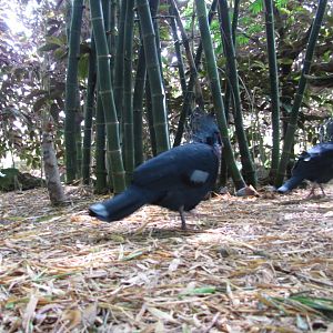 Wings of Asia Victoria Crowned Pigeons