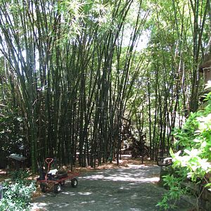 Wings of Asia Bamboo Path