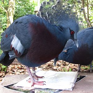 Wings of Asia Victoria Crowned Pigeons Closeup
