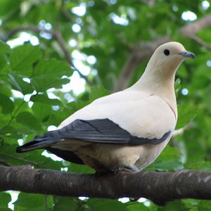 Wings of Asia Pied Imperial Pigeon