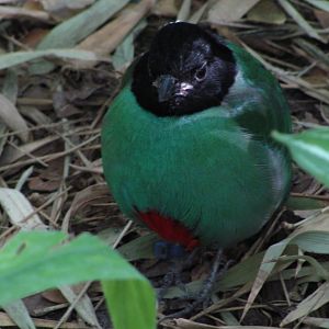 Wings of Asia Hooded Pitta
