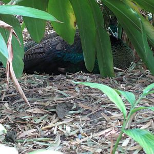 Wings of Asia Green Peafowl