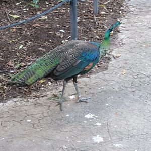 Wings of Asia Green Peafowl