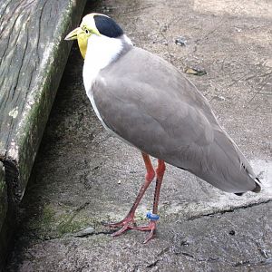 Wings of Asia Masked Lapwing