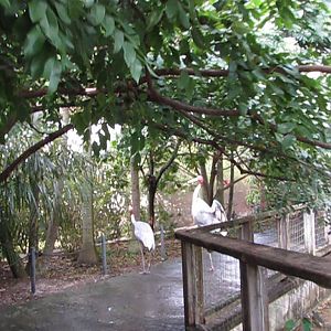 Wings of Asia Sarus Cranes on Path