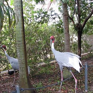 Wings of Asia Sarus Cranes Leaving Path